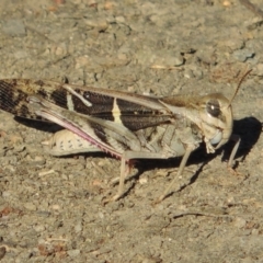 Gastrimargus musicus (Yellow-winged Locust or Grasshopper) at Gigerline Nature Reserve - 16 Jan 2017 by michaelb