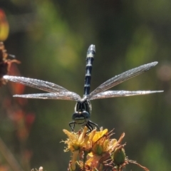 Austrogomphus cornutus (Unicorn Hunter) at Gigerline Nature Reserve - 16 Jan 2017 by michaelb