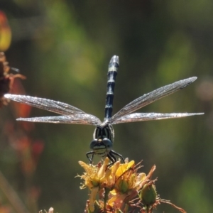 Austrogomphus cornutus at Tennent, ACT - 16 Jan 2017 07:00 PM