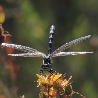 Austrogomphus cornutus (Unicorn Hunter) at Tennent, ACT - 16 Jan 2017 by MichaelBedingfield