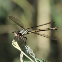 Diphlebia nymphoides (Arrowhead Rockmaster) at Gigerline Nature Reserve - 16 Jan 2017 by michaelb