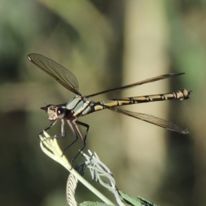 Diphlebia nymphoides at Tennent, ACT - 16 Jan 2017