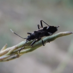 Dieuches maculicollis (Black-and-white seed bug) at Tennent, ACT - 16 Jan 2017 by michaelb