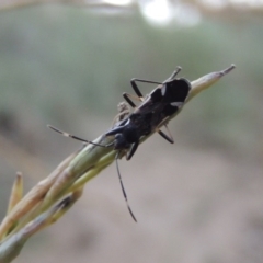 Dieuches sp. (genus) at Tennent, ACT - 16 Jan 2017 08:49 PM