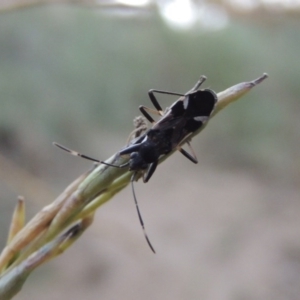 Dieuches maculicollis at Tennent, ACT - 16 Jan 2017