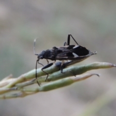 Dieuches maculicollis at Tennent, ACT - 16 Jan 2017