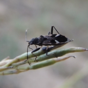 Dieuches sp. (genus) at Tennent, ACT - 16 Jan 2017 08:49 PM