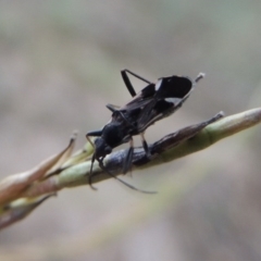 Dieuches sp. (genus) at Tennent, ACT - 16 Jan 2017 08:49 PM