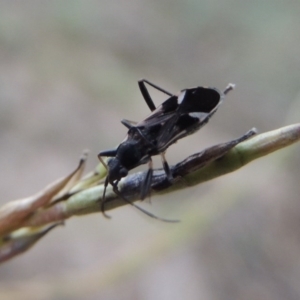 Dieuches sp. (genus) at Tennent, ACT - 16 Jan 2017 08:49 PM