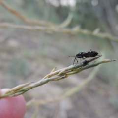 Dieuches maculicollis at Tennent, ACT - 16 Jan 2017