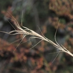 Anthosachne scabra (Common Wheat-grass) at Paddys River, ACT - 16 Jan 2017 by MichaelBedingfield