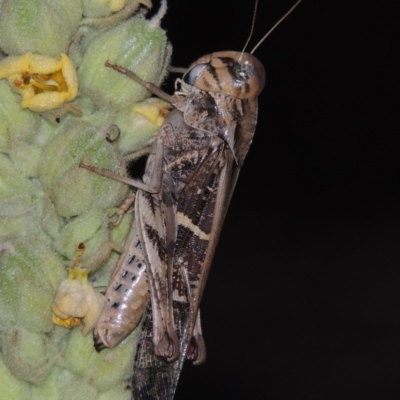 Gastrimargus musicus (Yellow-winged Locust or Grasshopper) at Gigerline Nature Reserve - 11 Jan 2016 by michaelb