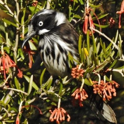 Phylidonyris novaehollandiae (New Holland Honeyeater) at Cotter Reserve - 1 Jul 2017 by JohnBundock