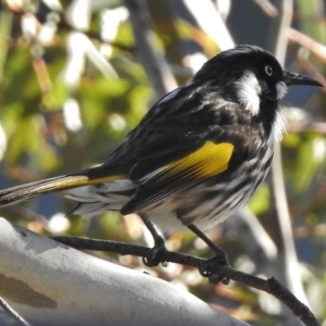 Phylidonyris novaehollandiae at Uriarra Village, ACT - 1 Jul 2017