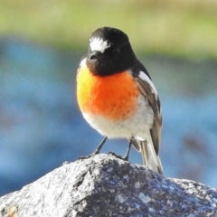 Petroica boodang (Scarlet Robin) at Paddys River, ACT - 1 Jul 2017 by JohnBundock