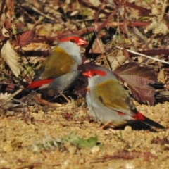 Neochmia temporalis (Red-browed Finch) at Coree, ACT - 4 Jul 2017 by JohnBundock