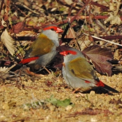 Neochmia temporalis (Red-browed Finch) at Coree, ACT - 3 Jul 2017 by JohnBundock