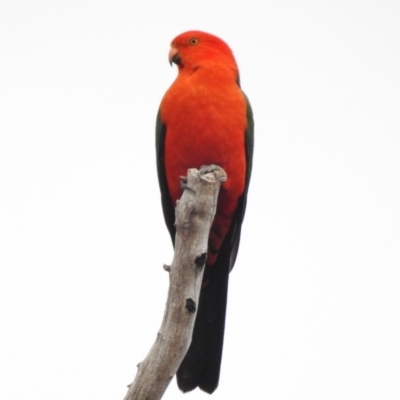 Alisterus scapularis (Australian King-Parrot) at Uriarra Village, ACT - 4 Jul 2017 by JohnBundock