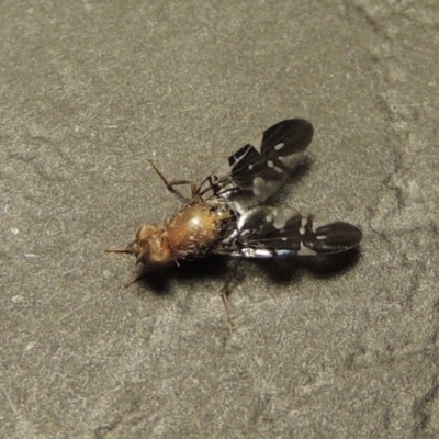 Acanthonevroides jarvisi (A fruit fly) at Tharwa, ACT - 15 Jan 2017 by michaelb