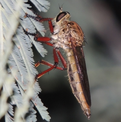 Colepia ingloria (A robber fly) at Gigerline Nature Reserve - 16 Jan 2017 by michaelb