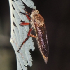 Colepia ingloria at Tennent, ACT - 16 Jan 2017