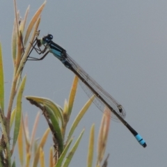 Ischnura heterosticta (Common Bluetail Damselfly) at Gigerline Nature Reserve - 11 Jan 2016 by michaelb