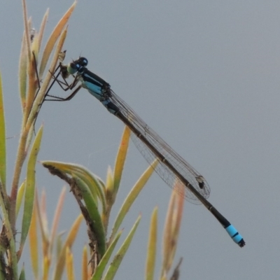 Ischnura heterosticta (Common Bluetail Damselfly) at Tennent, ACT - 11 Jan 2016 by MichaelBedingfield