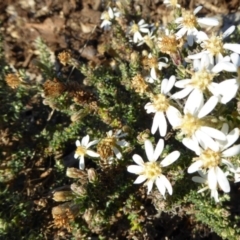 Olearia microphylla (Olearia) at Sth Tablelands Ecosystem Park - 29 Jun 2017 by AndyRussell