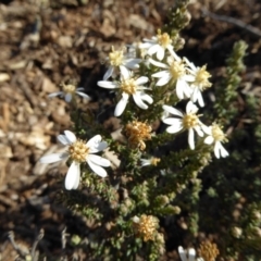 Olearia microphylla at Molonglo Valley, ACT - 29 Jun 2017