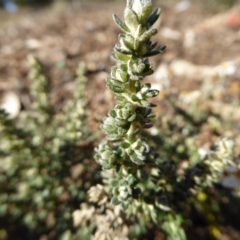 Olearia microphylla at Molonglo Valley, ACT - 29 Jun 2017