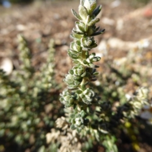 Olearia microphylla at Molonglo Valley, ACT - 29 Jun 2017 01:39 PM