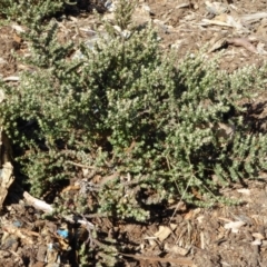 Olearia microphylla at Molonglo Valley, ACT - 29 Jun 2017 01:39 PM