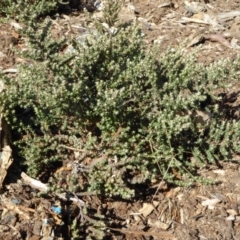 Olearia microphylla at Molonglo Valley, ACT - 29 Jun 2017