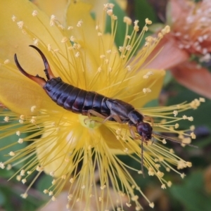 Forficula auricularia at Conder, ACT - 8 Dec 2015 08:23 AM