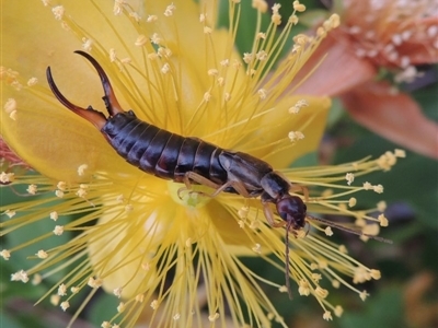 Forficula auricularia (European Earwig) at Conder, ACT - 7 Dec 2015 by MichaelBedingfield