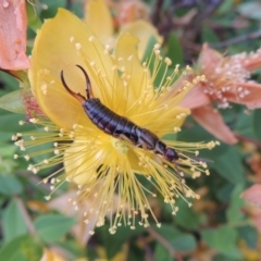 Forficula auricularia at Conder, ACT - 8 Dec 2015