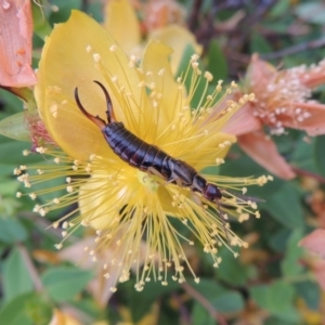 Forficula auricularia at Conder, ACT - 8 Dec 2015 08:23 AM