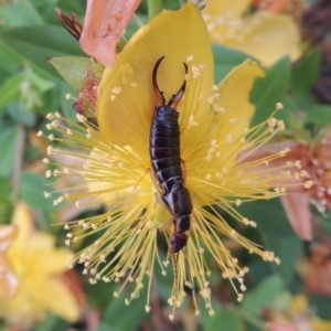 Forficula auricularia at Conder, ACT - 8 Dec 2015 08:23 AM