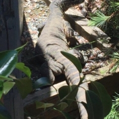 Varanus rosenbergi (Heath or Rosenberg's Monitor) at Wamboin, NSW - 11 Dec 2016 by Varanus