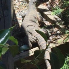 Varanus rosenbergi (Heath or Rosenberg's Monitor) at Wamboin, NSW - 10 Dec 2016 by Varanus