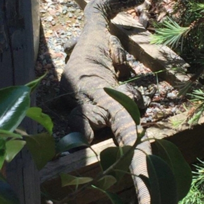 Varanus rosenbergi (Heath or Rosenberg's Monitor) at QPRC LGA - 10 Dec 2016 by Varanus