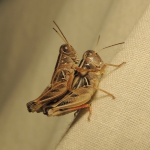 Brachyexarna lobipennis at Bonython, ACT - 2 Jan 2017 09:55 PM