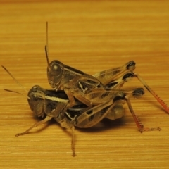 Brachyexarna lobipennis at Bonython, ACT - 2 Jan 2017 09:55 PM