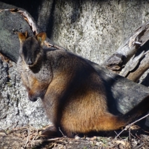 Petrogale penicillata at Paddys River, ACT - 4 Jul 2017