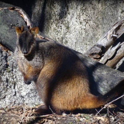 Petrogale penicillata (Brush-tailed Rock Wallaby) at Tidbinbilla Nature Reserve - 4 Jul 2017 by roymcd