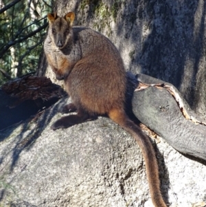 Petrogale penicillata at Paddys River, ACT - suppressed