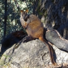 Petrogale penicillata at Paddys River, ACT - suppressed