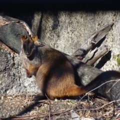 Petrogale penicillata at Paddys River, ACT - 4 Jul 2017