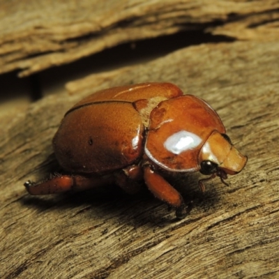 Anoplognathus montanus (Montane Christmas beetle) at Tuggeranong, ACT - 3 Jan 2017 by MichaelBedingfield