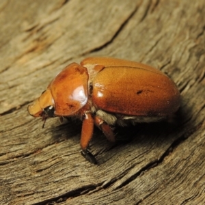 Anoplognathus montanus at Tuggeranong, ACT - 3 Jan 2017